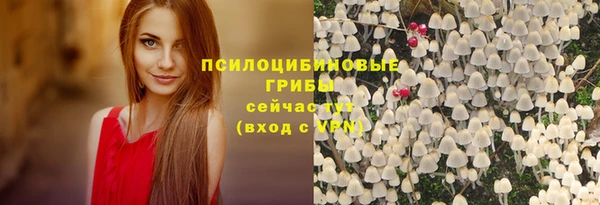 хмурый Аркадак